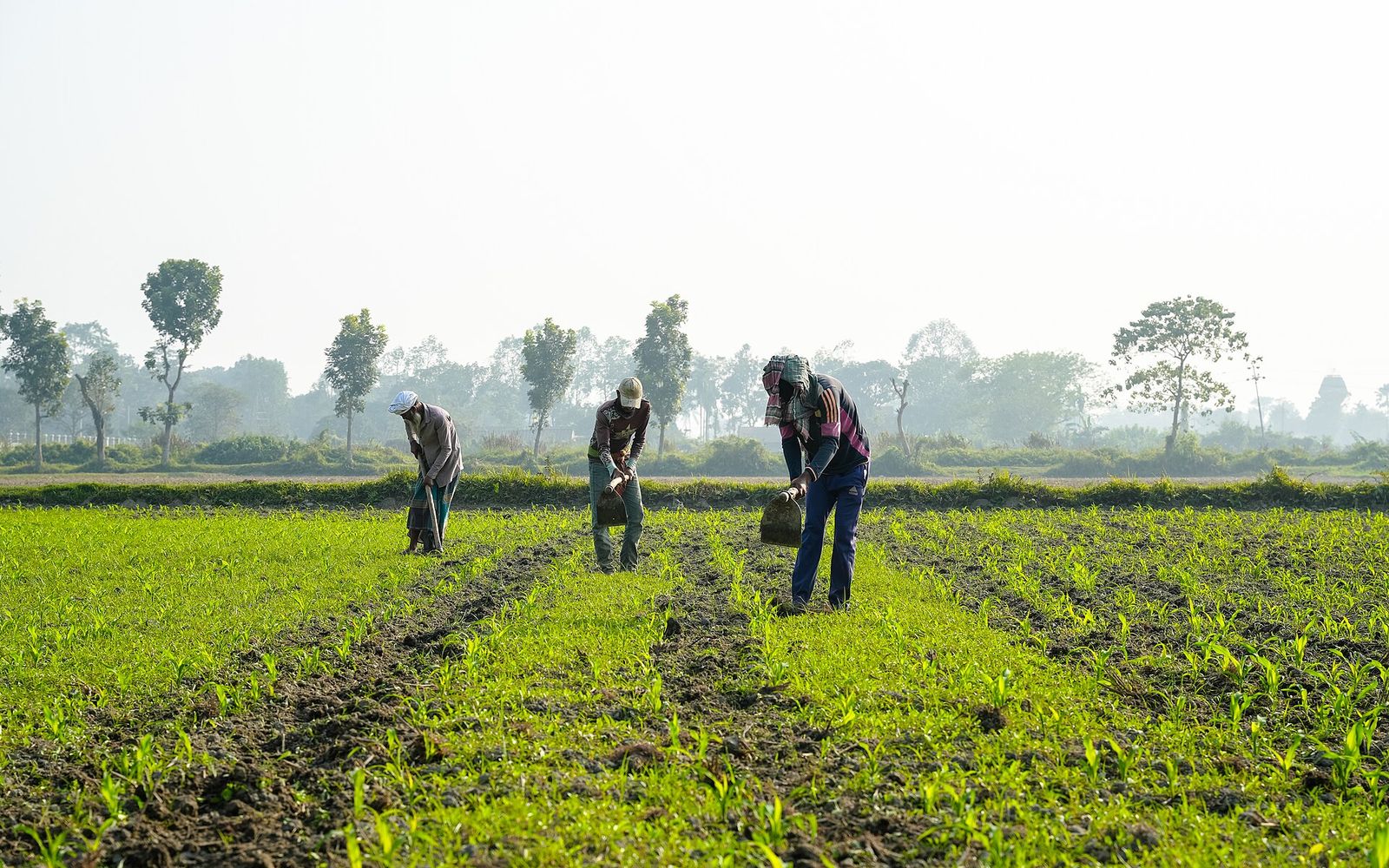Agricultural workers hoeing rows of young maize in a crop field at Bangladesh Agricultural University, Mymensingh